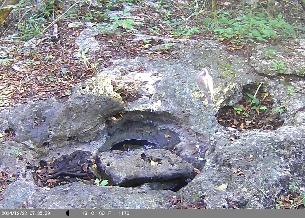 白腹棕翅鸠(Leptotila jamaicensis)