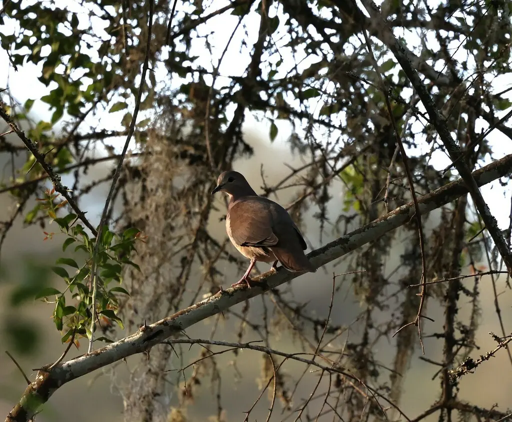 大尾棕翅鸠（Leptotila megalura）