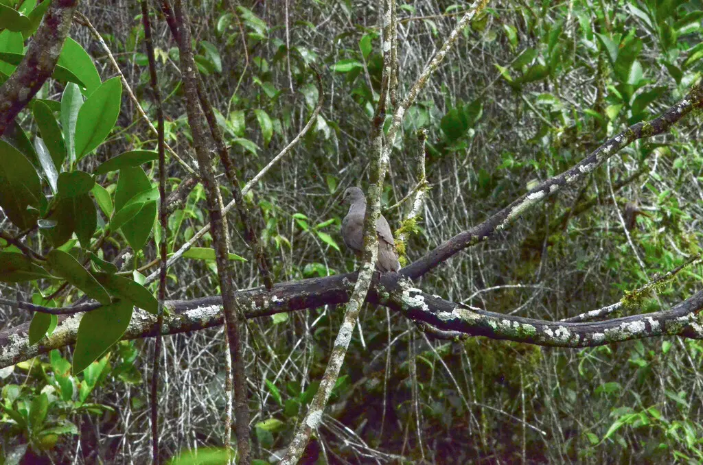 大尾棕翅鸠（Leptotila megalura）