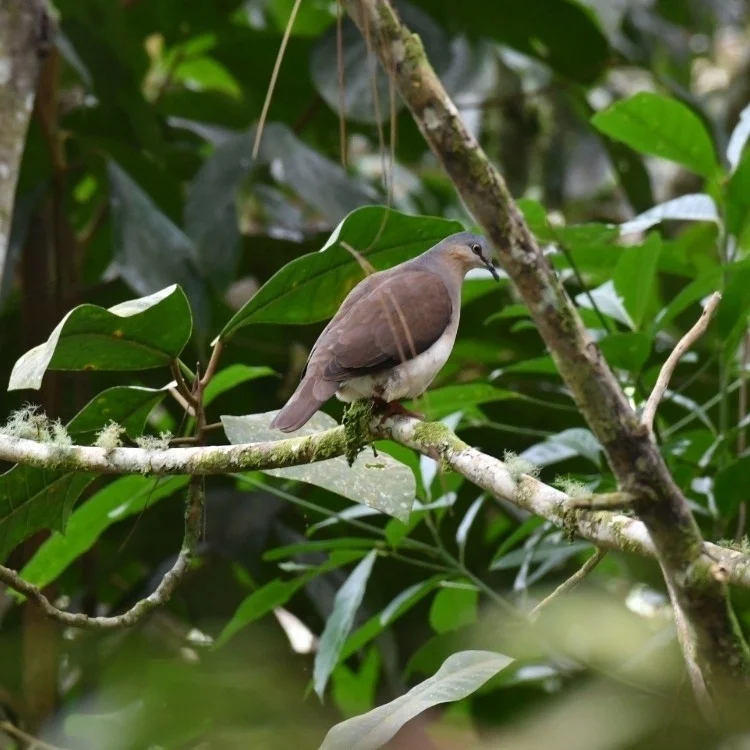 灰头棕翅鸠(Leptotila plumbeiceps)
