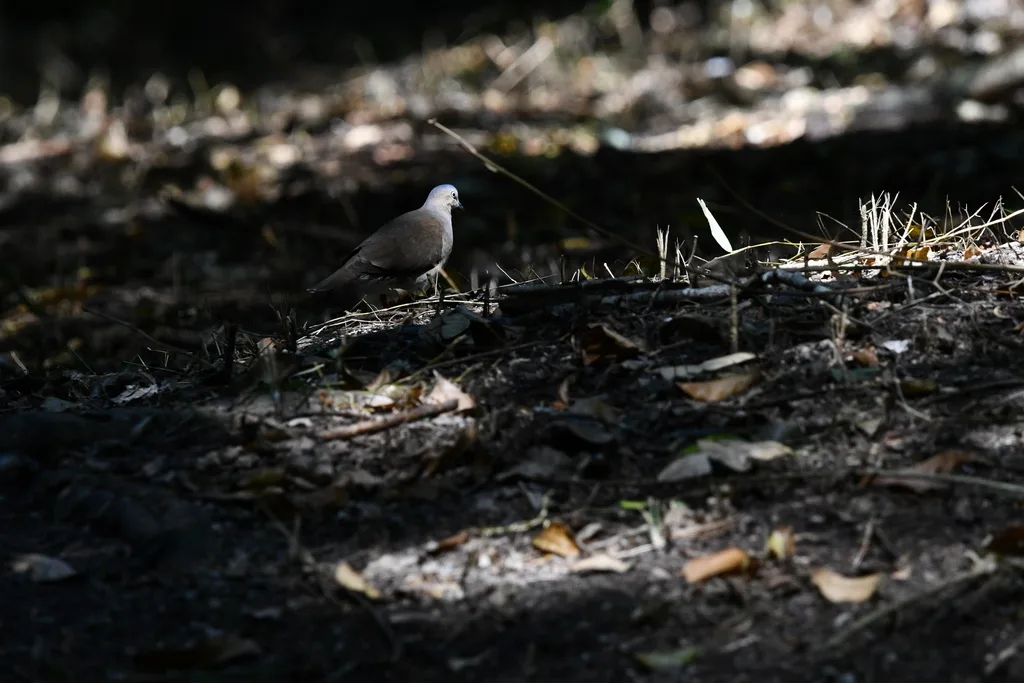 灰头棕翅鸠(Leptotila plumbeiceps)