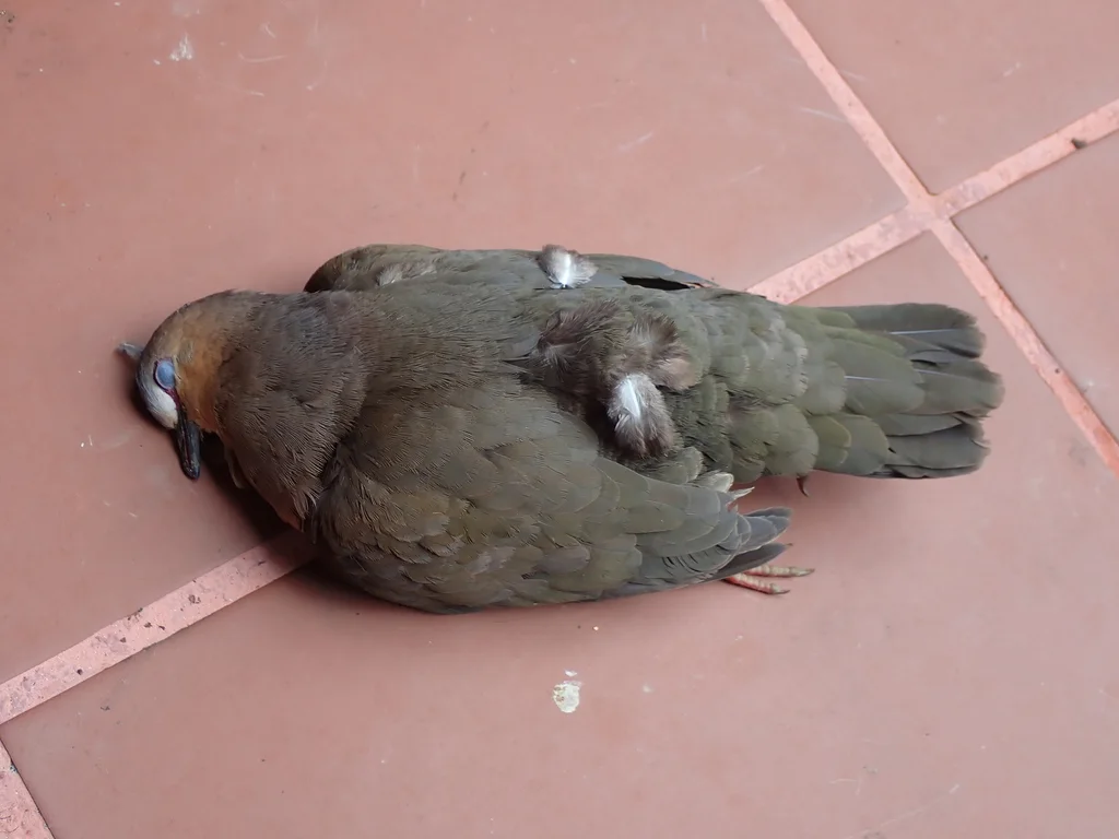 灰额棕翅鸠(Leptotila rufaxilla)