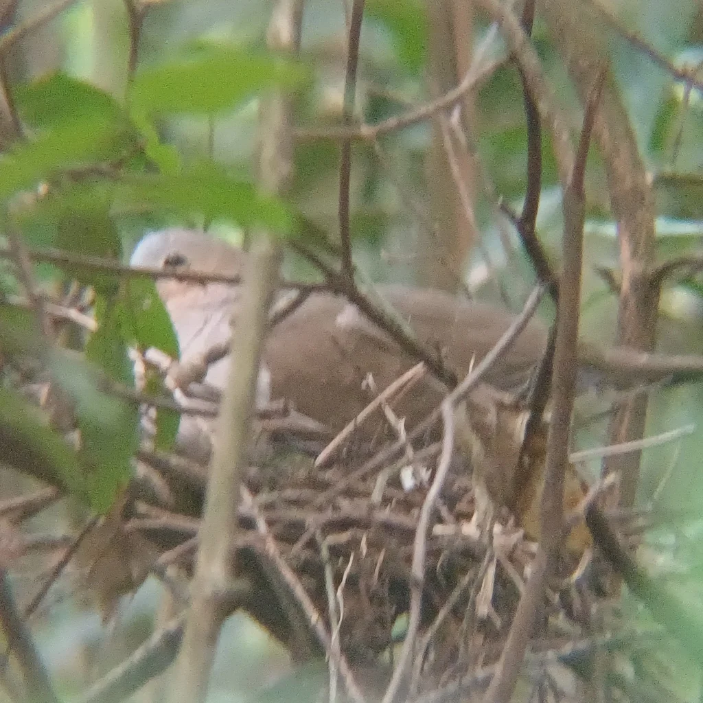 灰额棕翅鸠(Leptotila rufaxilla)