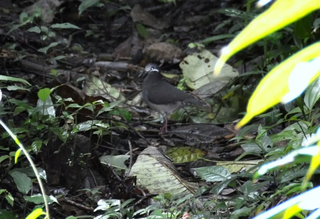 绿背鹑鸠(Leptotrygon veraguensis)