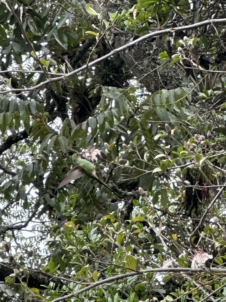 绿带尾蜂鸟(Lesbia nuna)