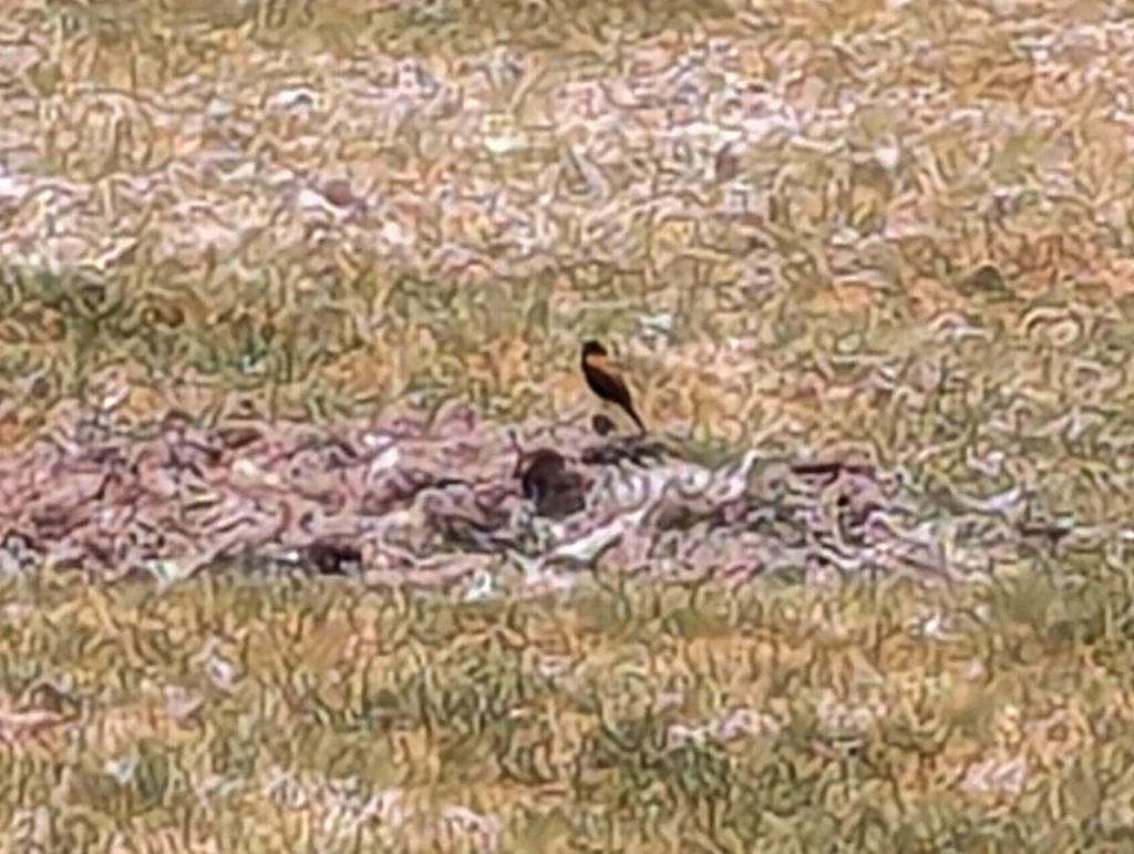 萨氏小霸鹟(Lessonia oreas)