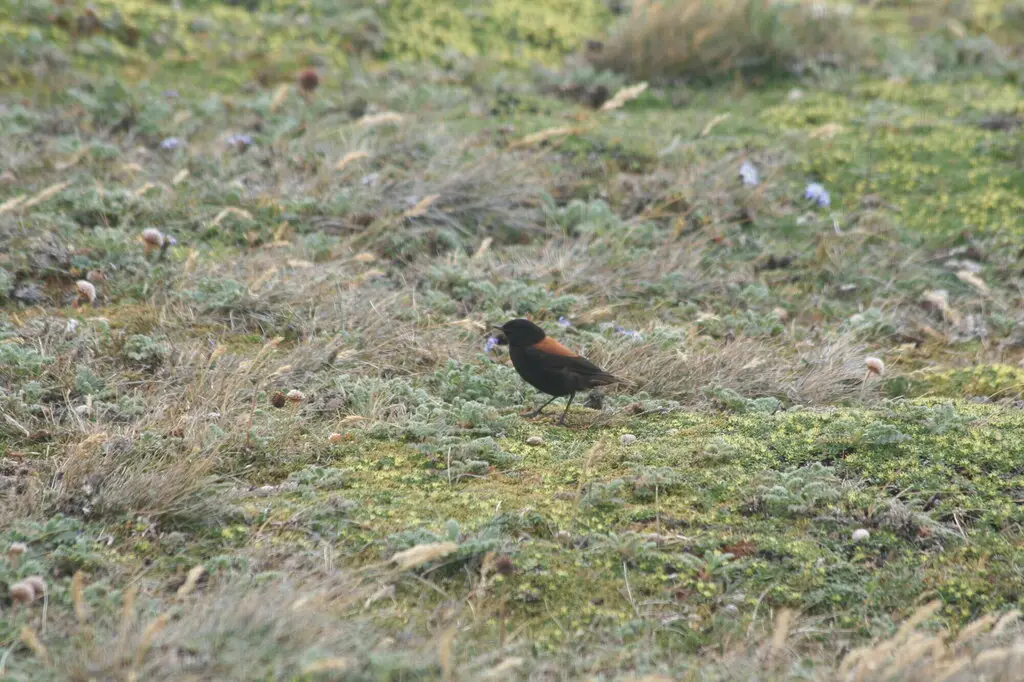 棕背小霸鹟(Lessonia rufa)