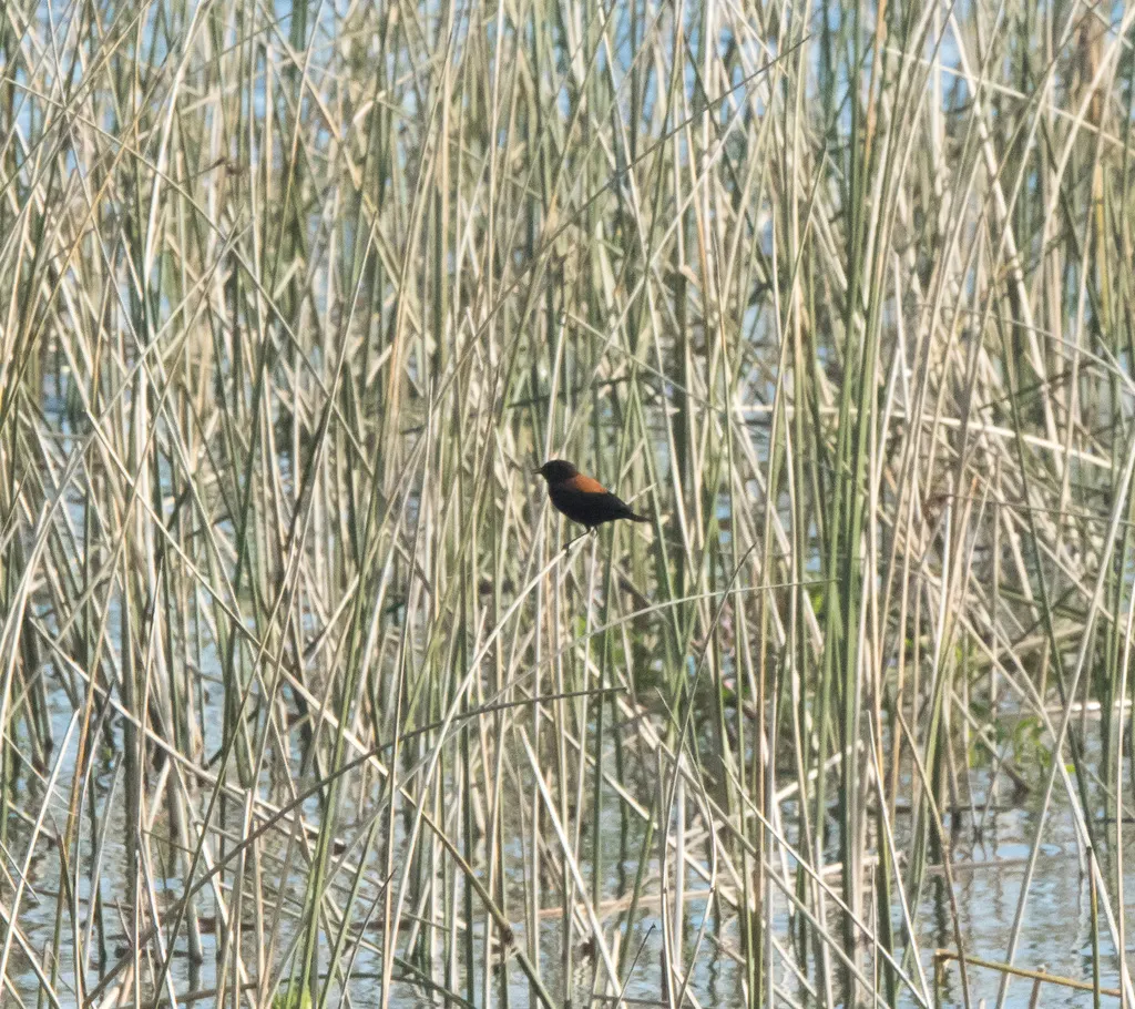 棕背小霸鹟(Lessonia rufa)