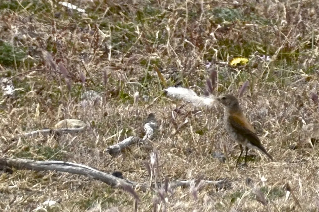 棕背小霸鹟(Lessonia rufa)