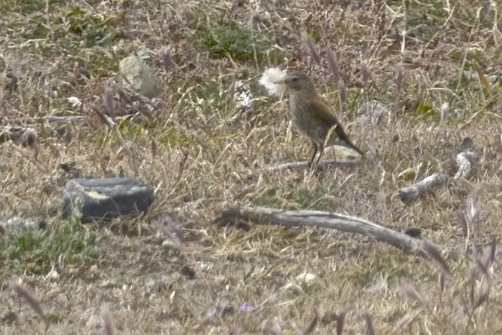 棕背小霸鹟(Lessonia rufa)