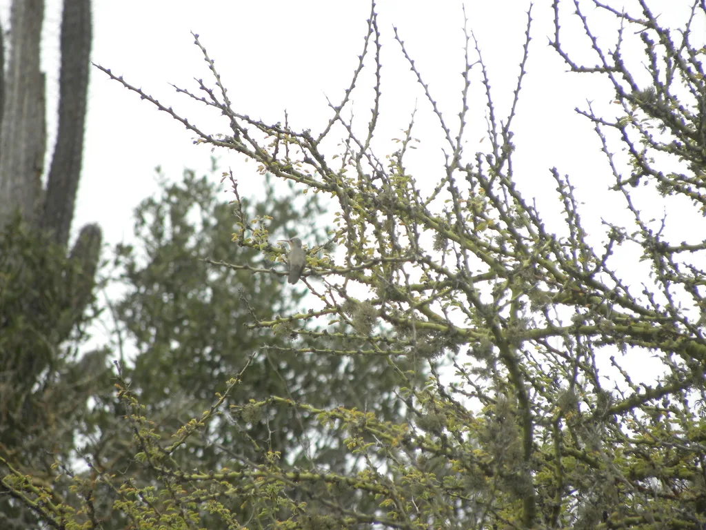 淡黄蜂鸟（Leucippus fallax）