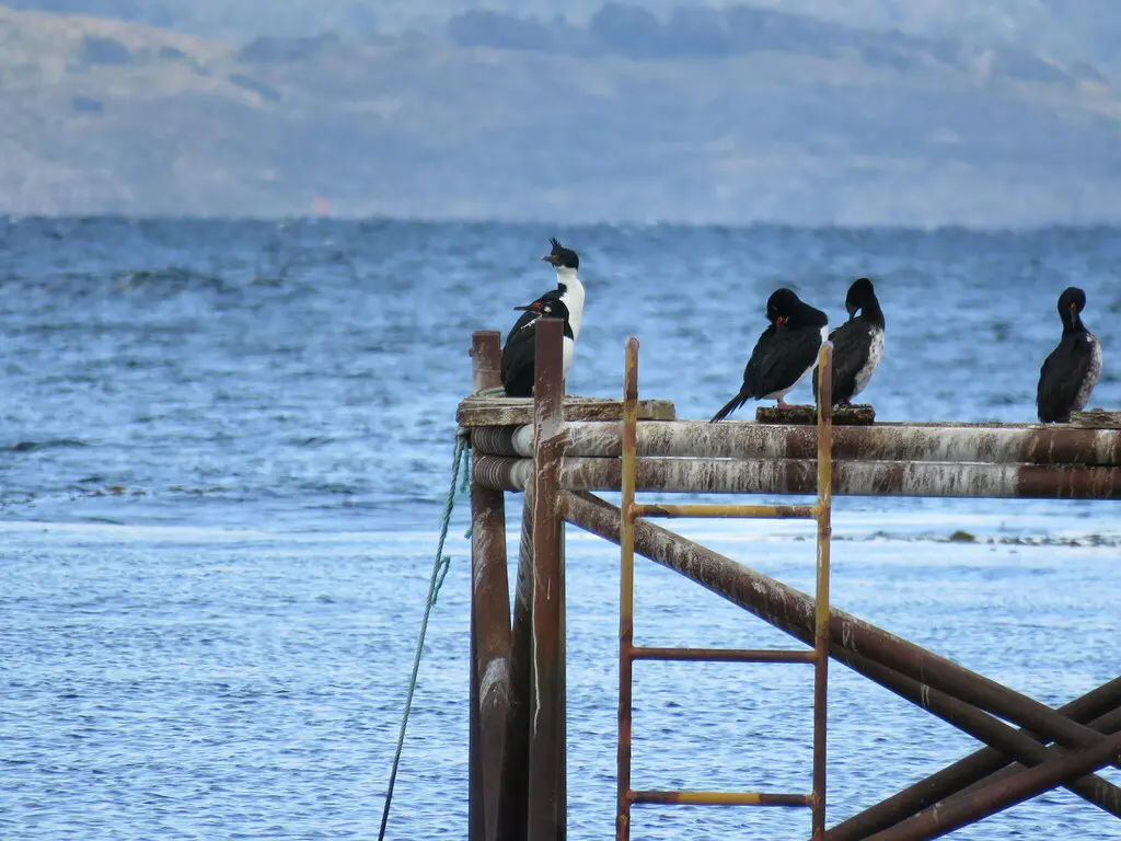 蓝眼鸬鹚(Leucocarbo atriceps)