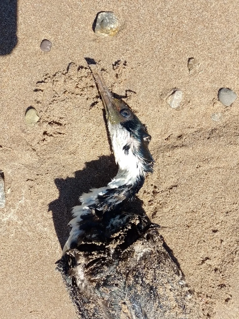 蓝眼鸬鹚(Leucocarbo atriceps)