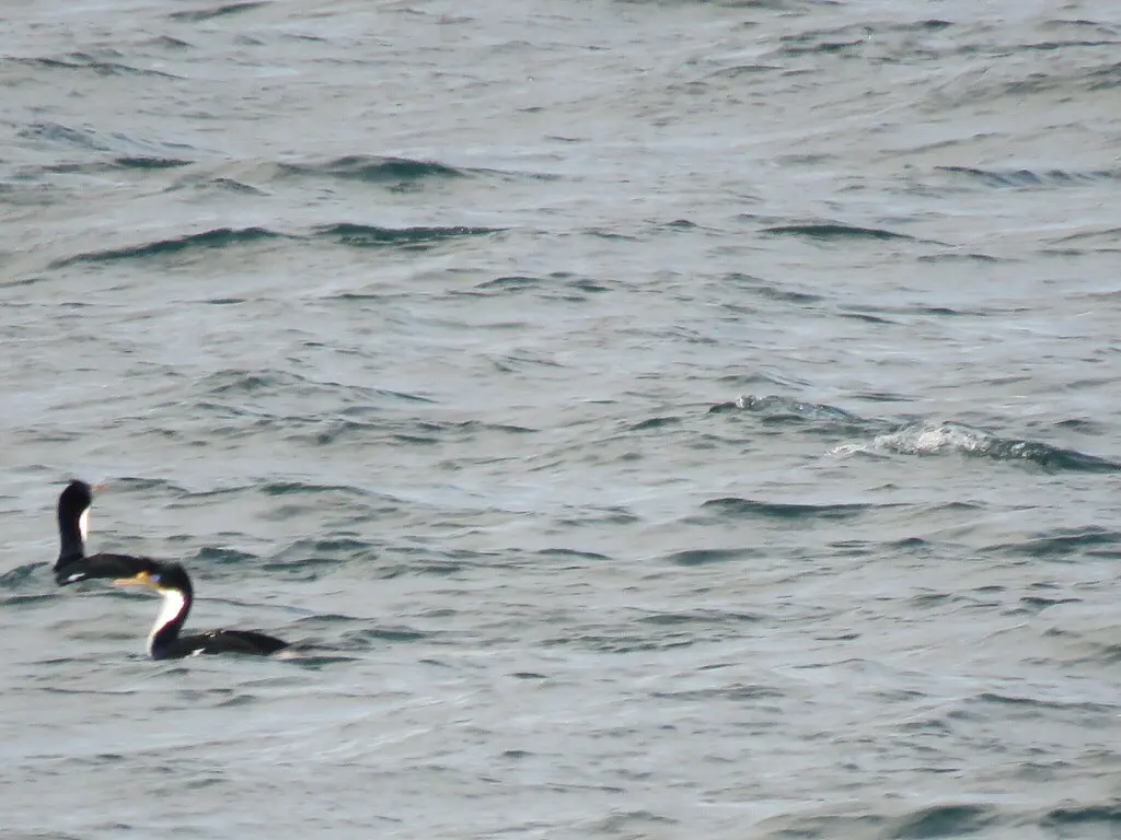 蓝眼鸬鹚(Leucocarbo atriceps)