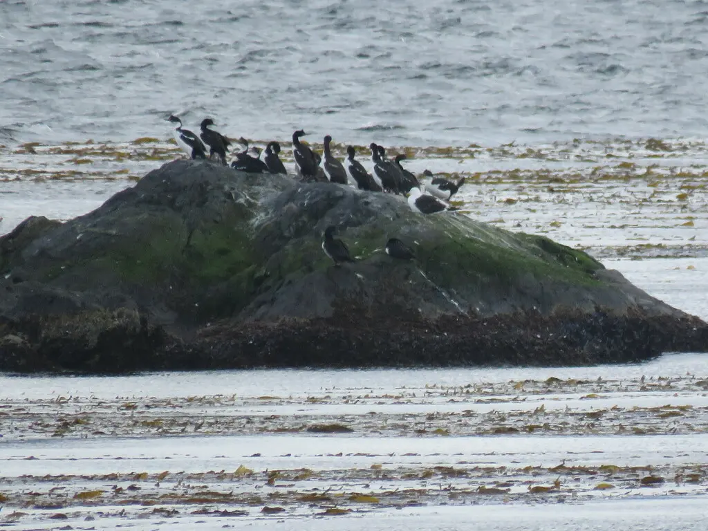 蓝眼鸬鹚(Leucocarbo atriceps)