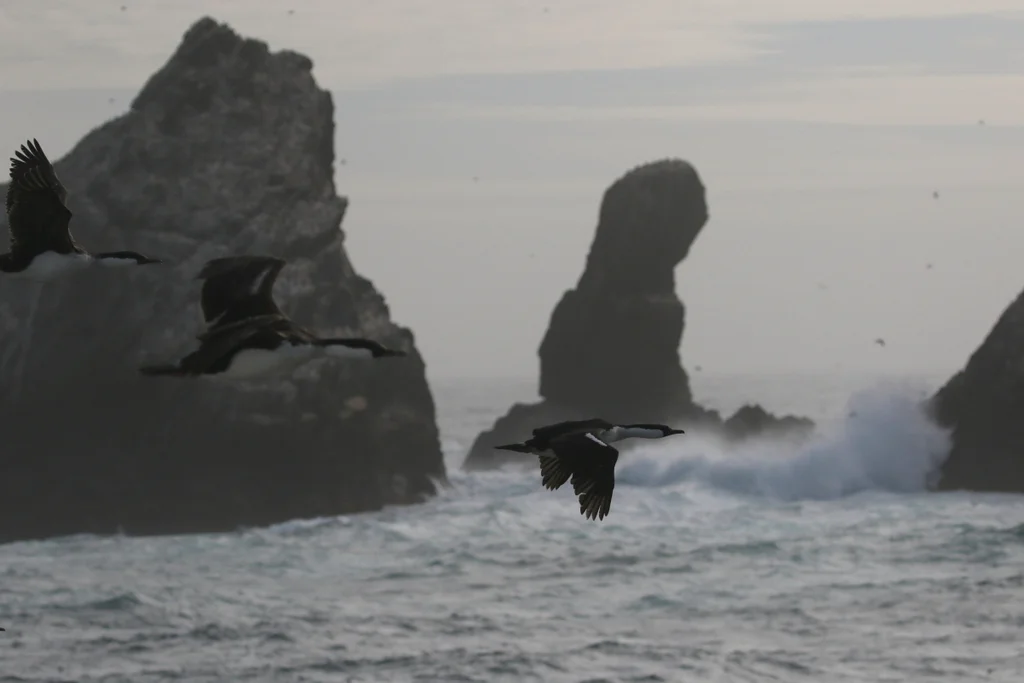 蓝眼鸬鹚(Leucocarbo atriceps)