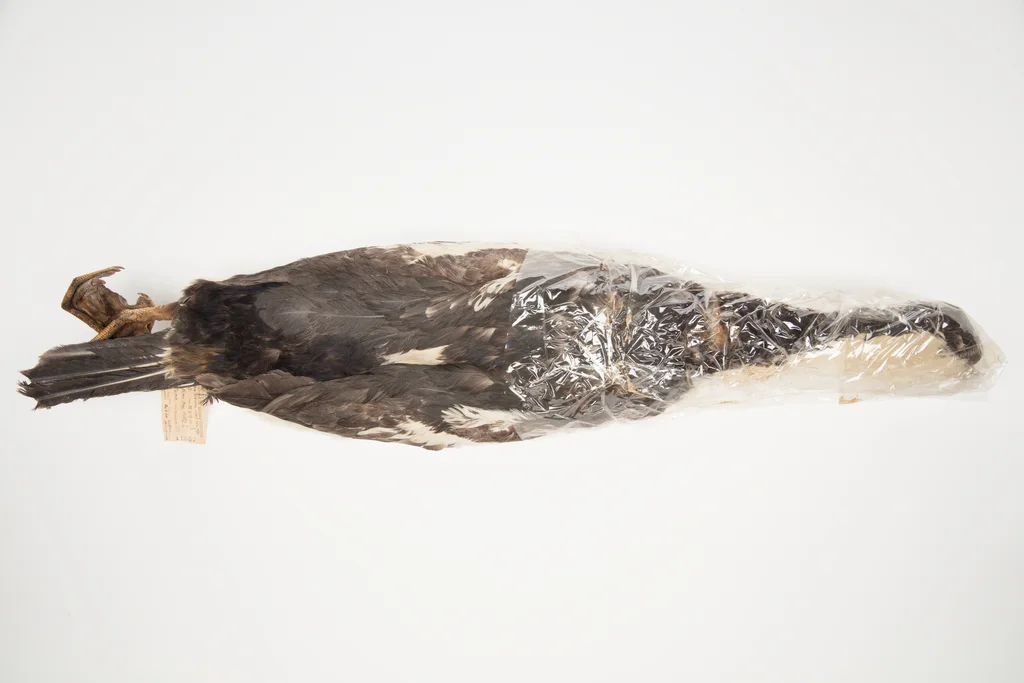 蓝眼鸬鹚(Leucocarbo atriceps)
