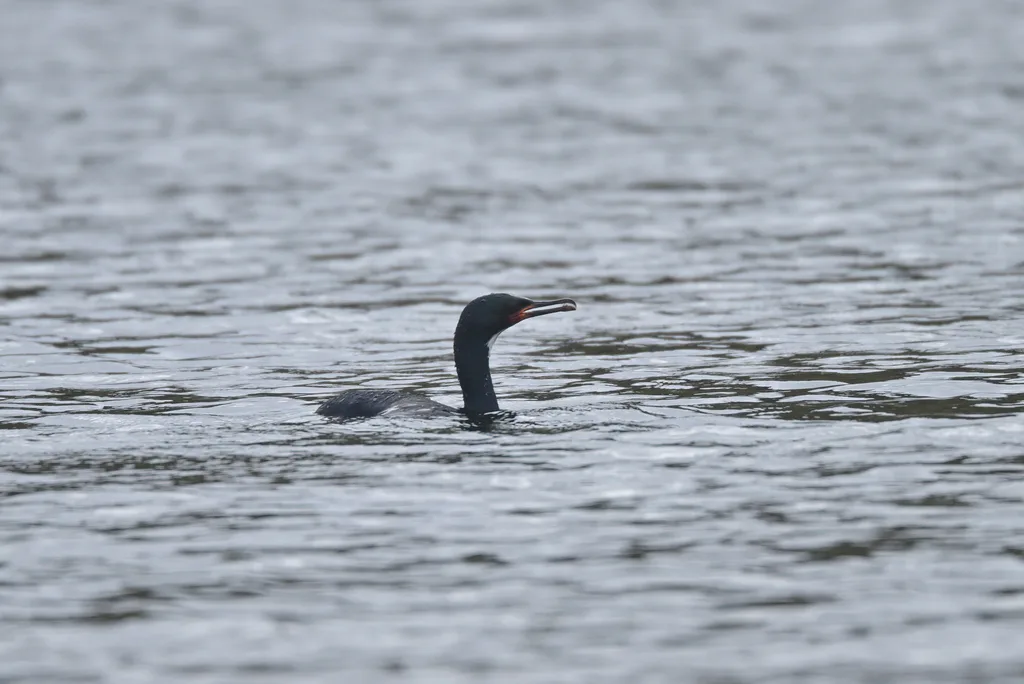 坎岛鸬鹚(Leucocarbo campbelli)