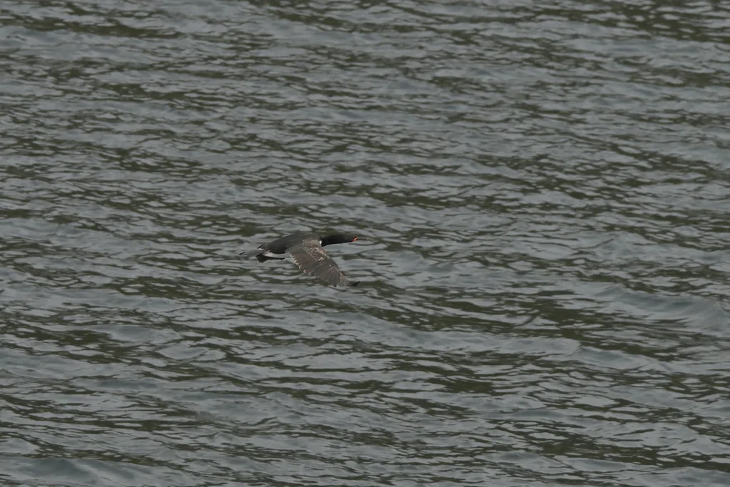 坎岛鸬鹚(Leucocarbo campbelli)