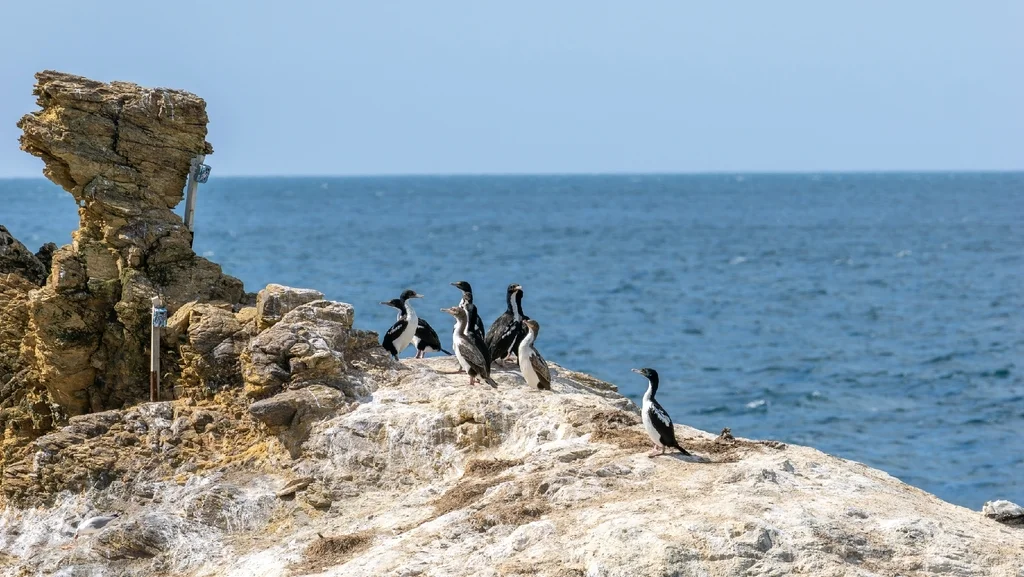 毛脸鸬鹚(Leucocarbo carunculatus)