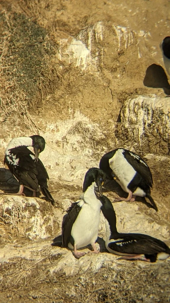 毛脸鸬鹚(Leucocarbo carunculatus)