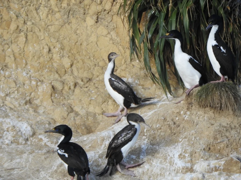 毛脸鸬鹚(Leucocarbo carunculatus)