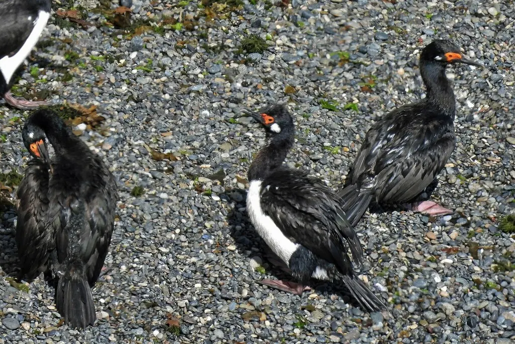 岩鸬鹚(Leucocarbo magellanicus)