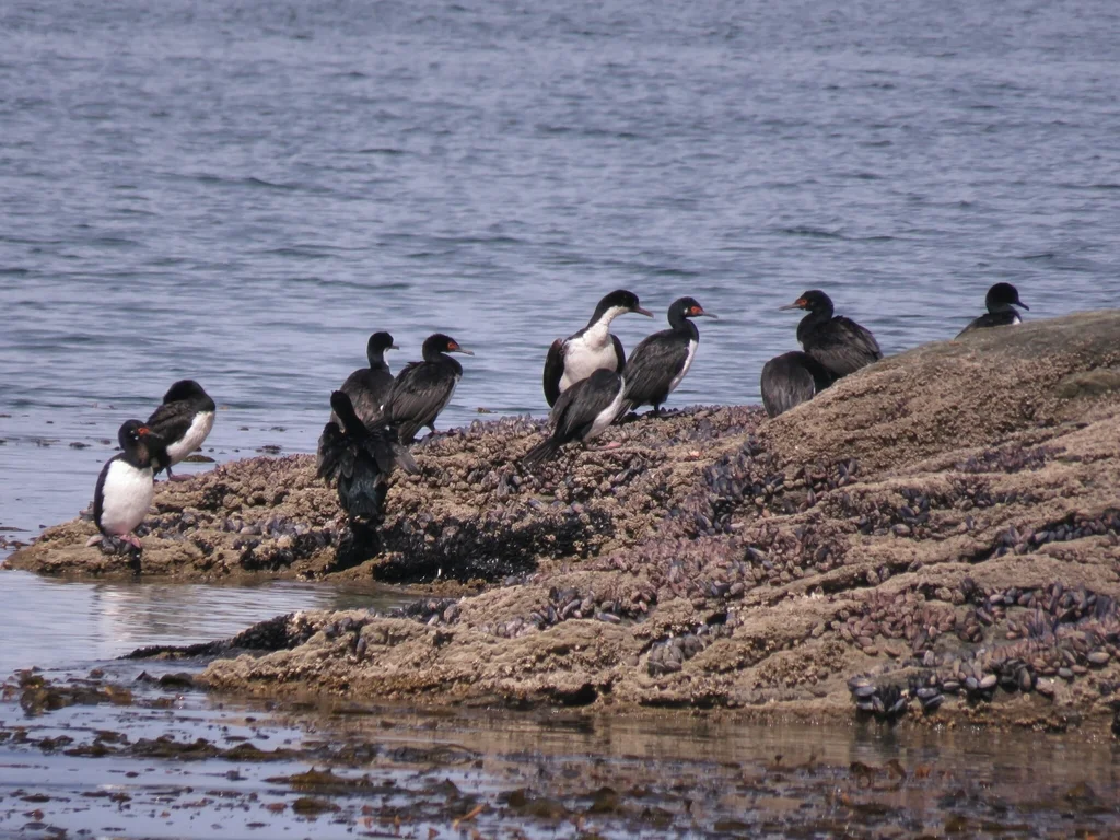 岩鸬鹚(Leucocarbo magellanicus)