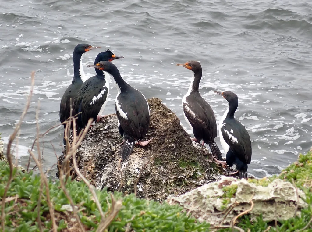查岛鸬鹚(Leucocarbo onslowi)