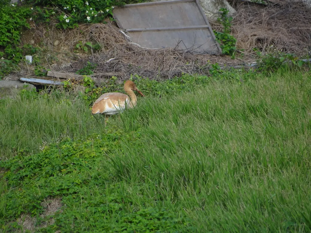 白鹤(Leucogeranus leucogeranus)