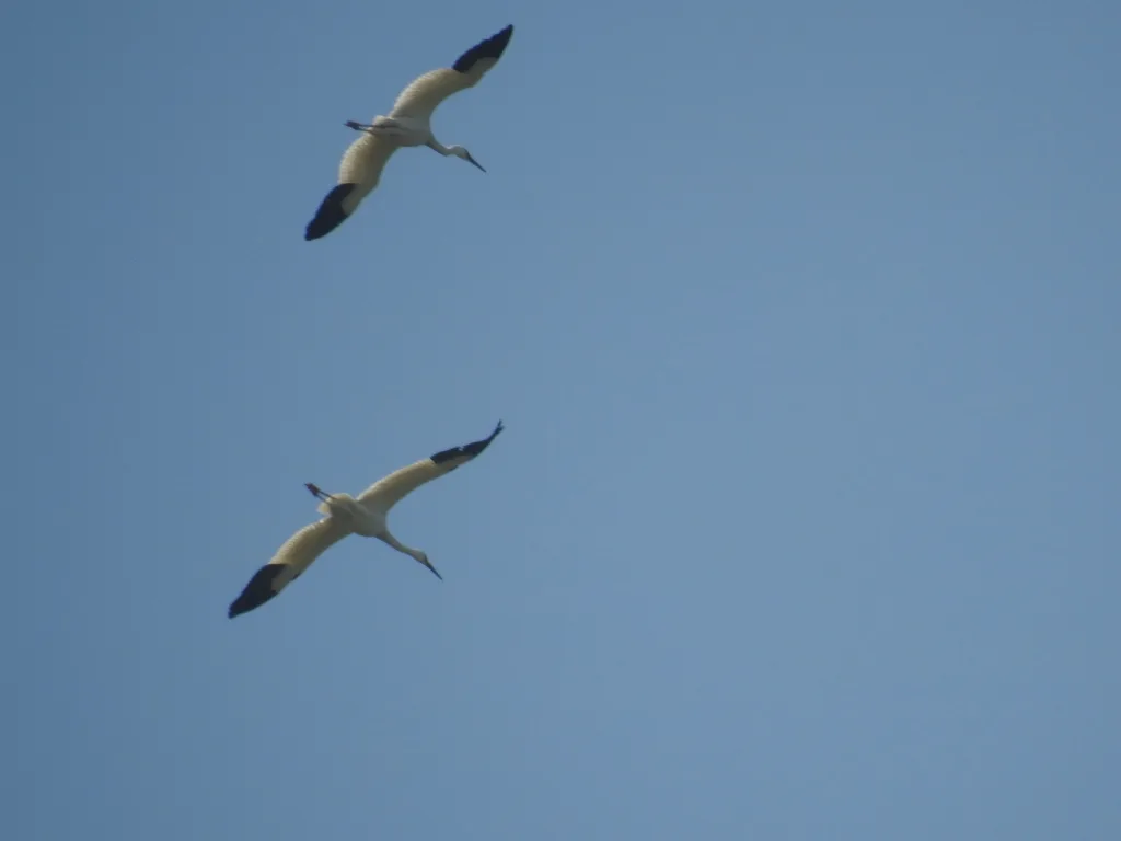 白鹤(Leucogeranus leucogeranus)