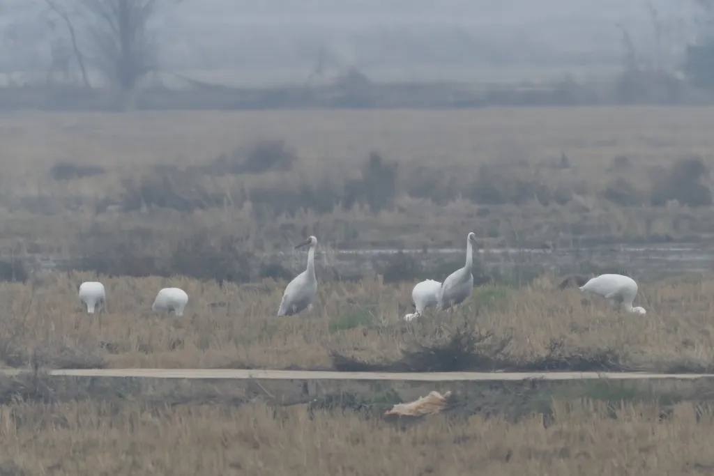 白鹤(Leucogeranus leucogeranus)
