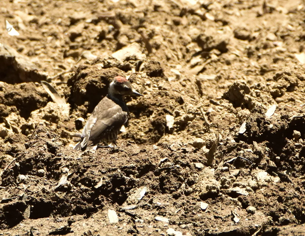 亚利桑那啄木鸟（Leuconotopicus arizonae）
