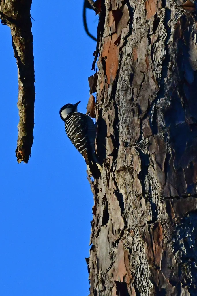 红顶啄木鸟(Leuconotopicus borealis)