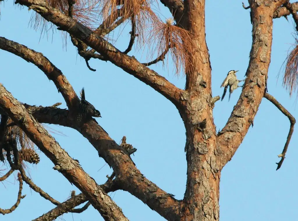 红顶啄木鸟(Leuconotopicus borealis)