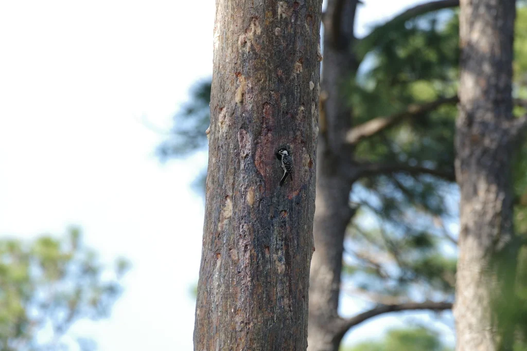 红顶啄木鸟(Leuconotopicus borealis)