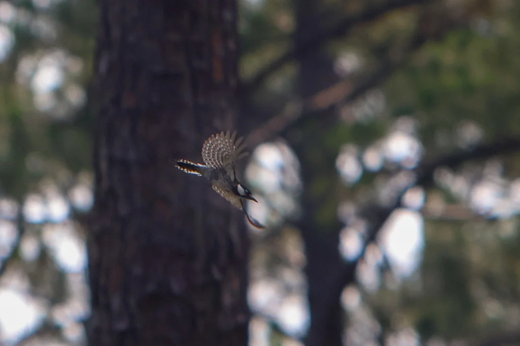 红顶啄木鸟(Leuconotopicus borealis)