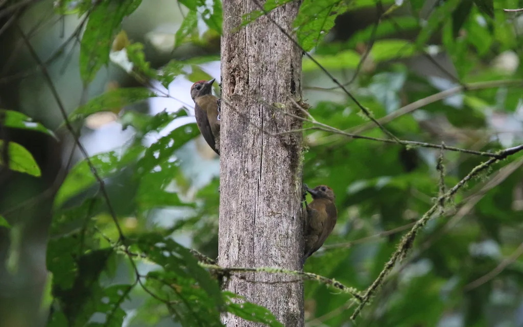 褐啄木鸟（Leuconotopicus fumigatus）