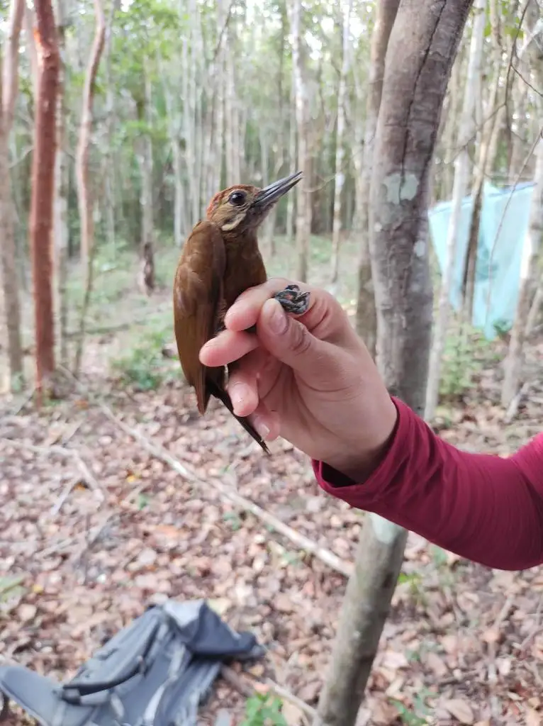 褐啄木鸟（Leuconotopicus fumigatus）