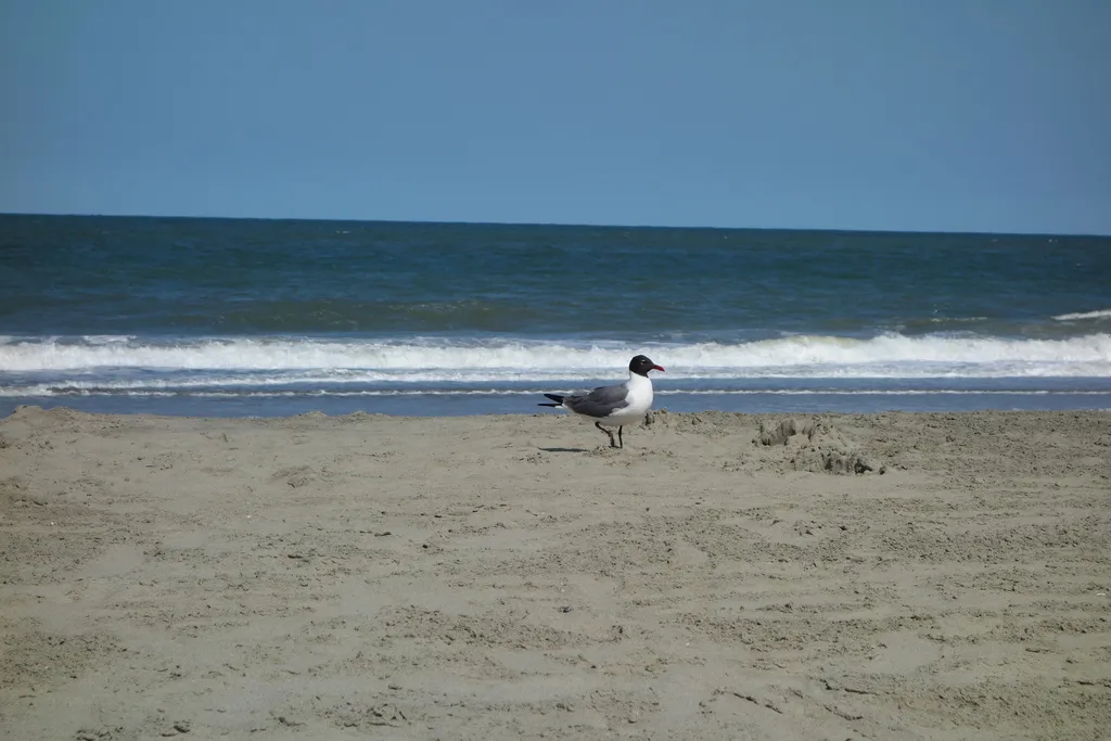 笑鸥(Leucophaeus atricilla)