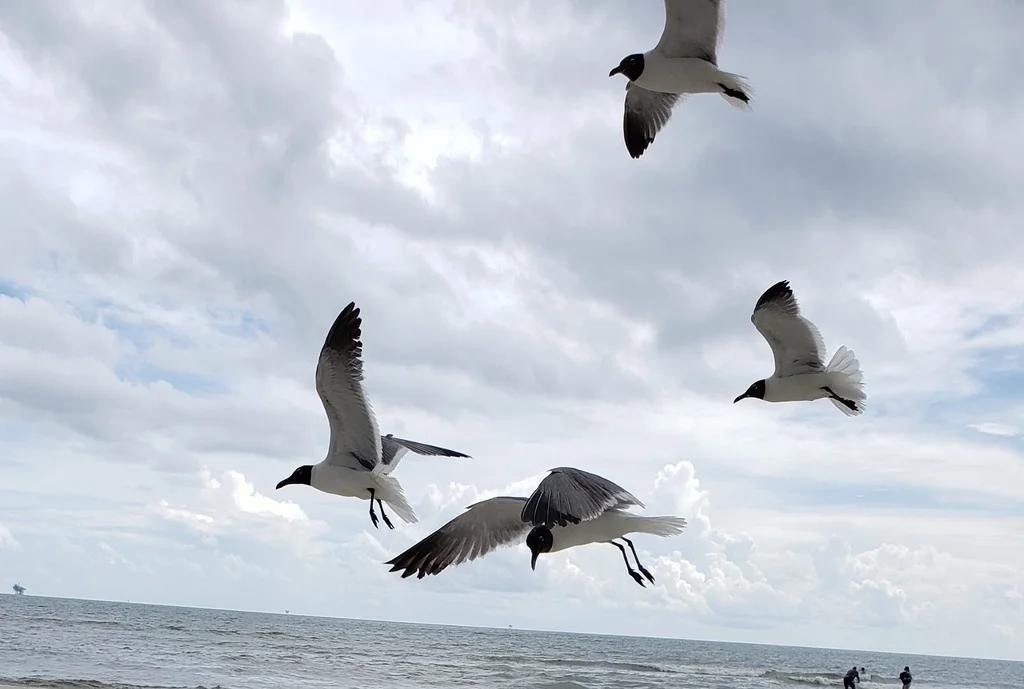 笑鸥(Leucophaeus atricilla)