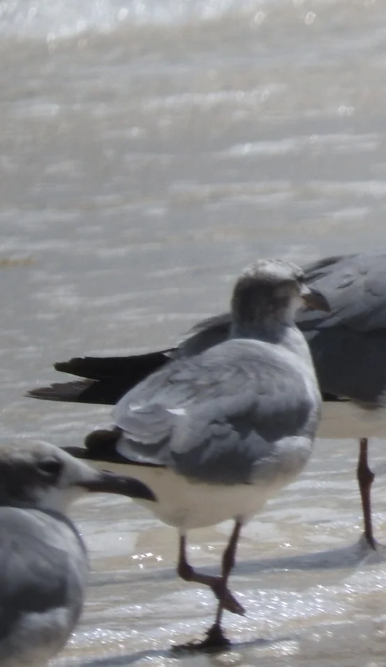 笑鸥(Leucophaeus atricilla)