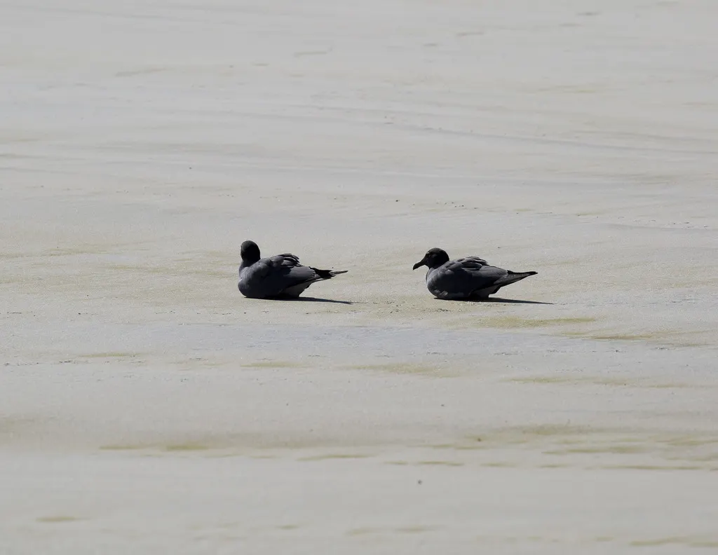 岩鸥(Leucophaeus fuliginosus)