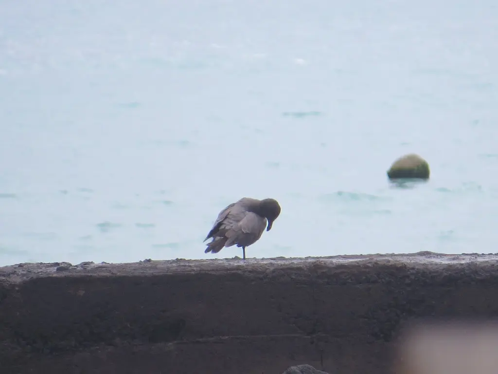 岩鸥(Leucophaeus fuliginosus)