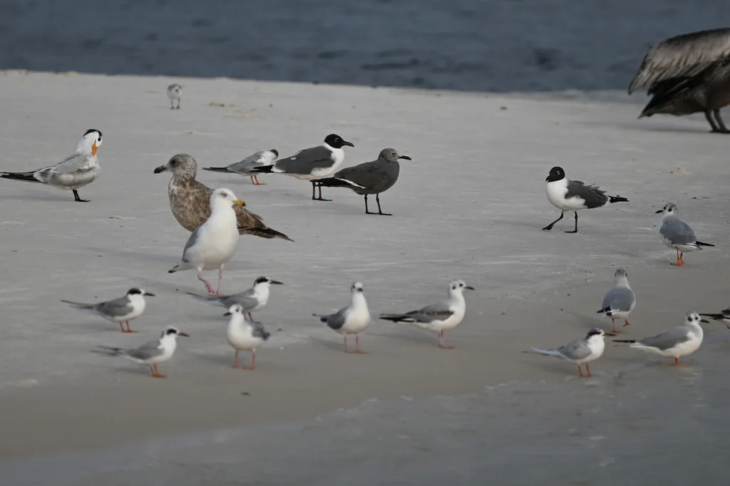 灰鸥(Leucophaeus modestus)