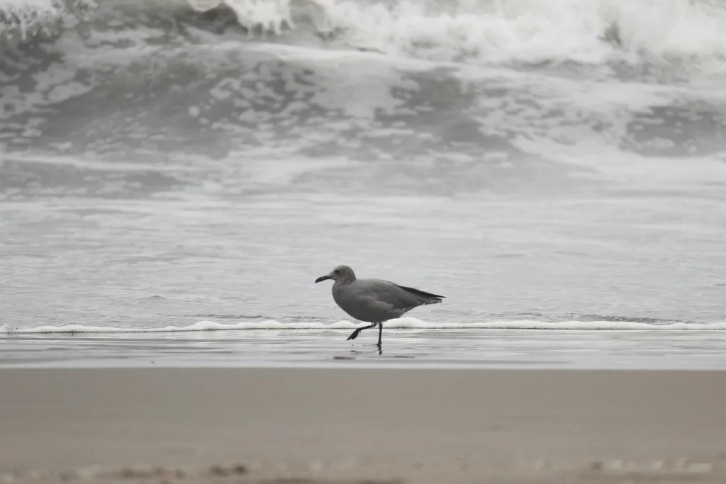 灰鸥(Leucophaeus modestus)