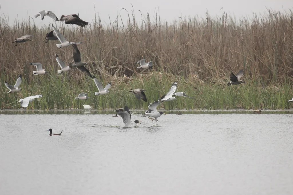 灰鸥(Leucophaeus modestus)
