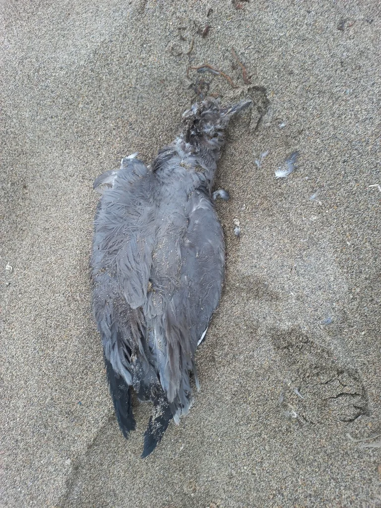 灰鸥(Leucophaeus modestus)