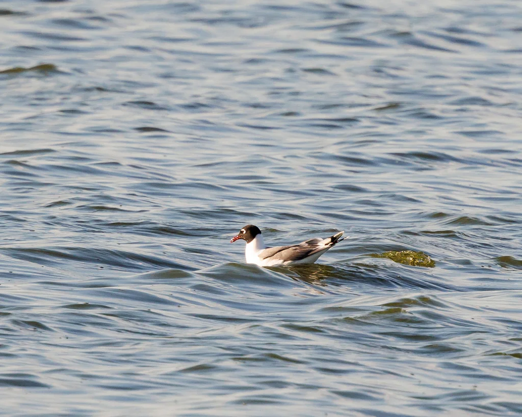 弗氏鸥(Leucophaeus pipixcan)