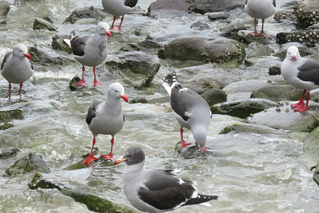 豚鸥(Leucophaeus scoresbii)